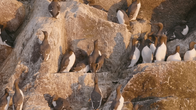 Skokholm Jumplings 2022