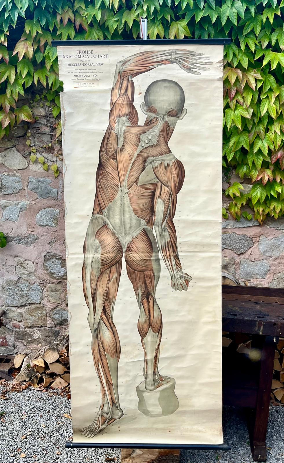 Early 20th Century Anatomical Medical Chart