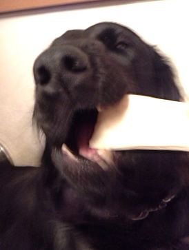 愛犬,犬,ペット,キャンプ,吠える,ムダ吠え,迷惑,うるさい,おもちゃ,牛の骨,遊ぶ