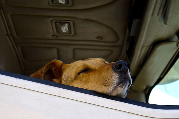 犬,愛犬,車,ドライブ,ゲージ,ペット,キャリー,ハーネス,シートベルト,旅行,ドライブ,遠出