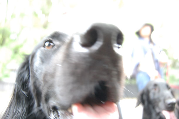 犬,愛犬,ご飯,渋滞,ペット