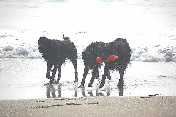 犬,愛犬,ペット,海,危険,波,怖がる,川,流れ,ラバードッグブーツ,靴,靴下,保護,パット,擦り剥ける
