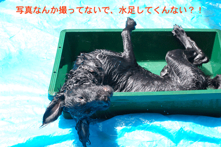 犬,愛犬,ペット,海,危険,波,怖がる,川,流れ,ラバードッグブーツ,靴,靴下,保護,パット,擦り剥ける