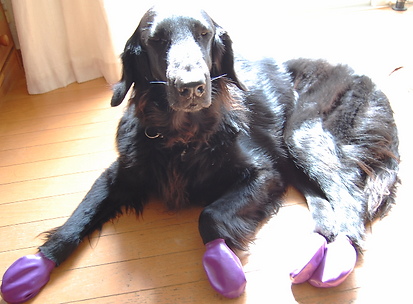 犬,愛犬,ペット,川,アウトドア,水,流れ,深い,ダニ,beenessence,ナチュラル