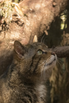 Wildkatze.jpeg