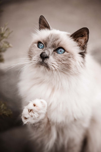 katzenfotografie rapperswil