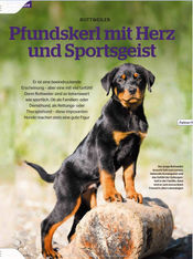Brigitte Marty Hundefotografin Schweiz