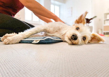 Hundephysiotherapie