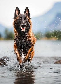 Hundefotoshooting Schwyz Glarus Luzern Zug