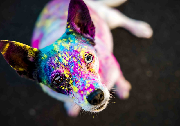 fotoshooting hund holi.jpg