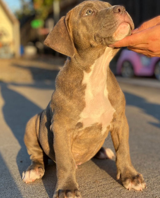 XXL American Bullies Puppies
