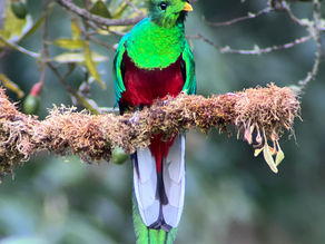 The Resplendent Quetzal