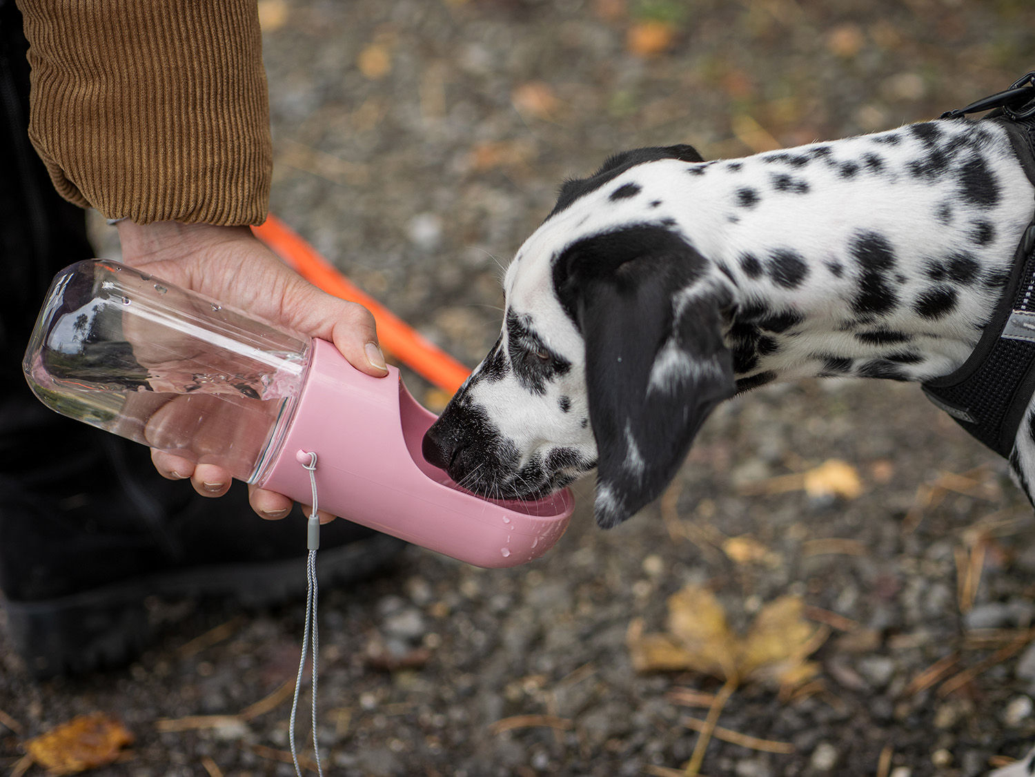 Tragbare Hunde-Wasserflasche: Auslaufsicherer Wasserspender für Unterwegs