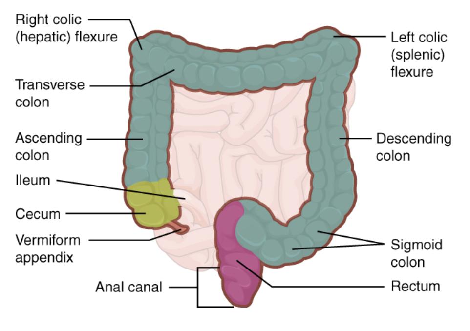 The Large Intestine