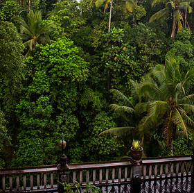 jungle in bali