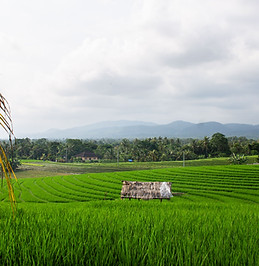 rice padis in medewi