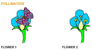 pollination_ani.gif