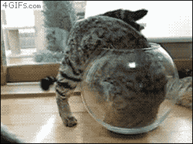 2f9c2b06812e0f1d638bc337c98e1ee0.gif