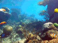 dcaf87fffd3aa2a6ded6ca7d8169580f_w200.gif