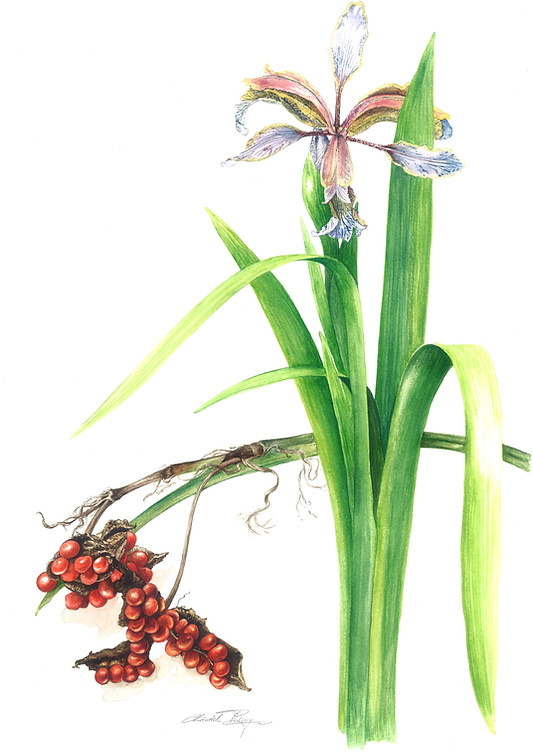 Iris foetidissima (3).jpg