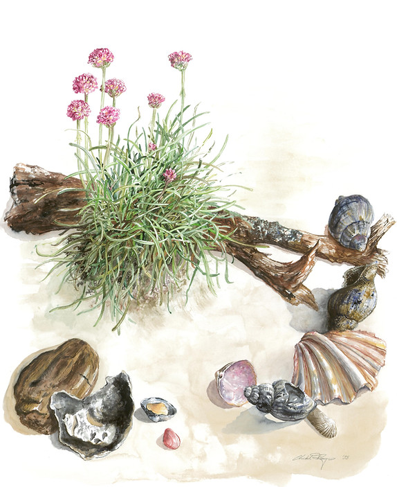 Strandnelke_300dpi (2).jpg