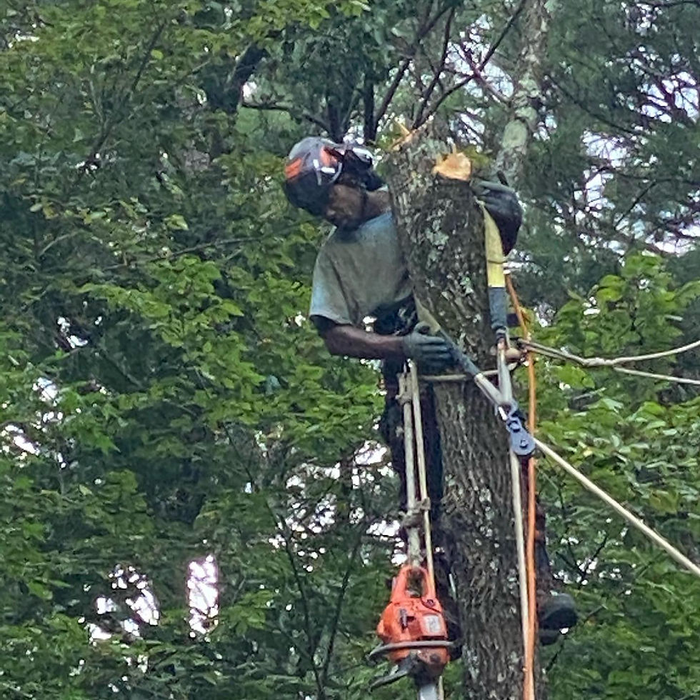 tree climb.jpg