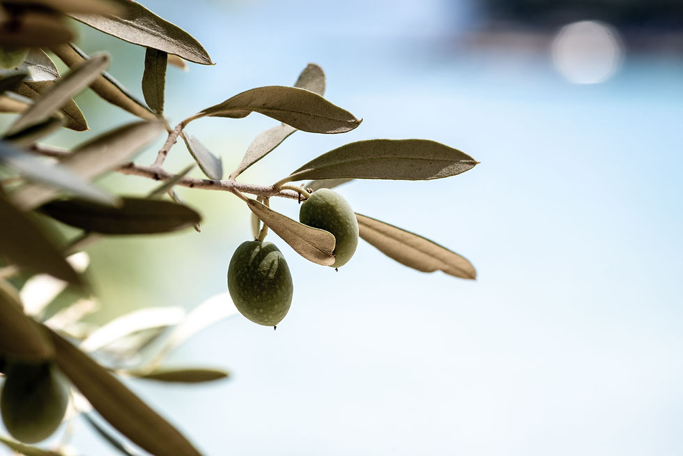 OliveBranchHeroImage.jpg