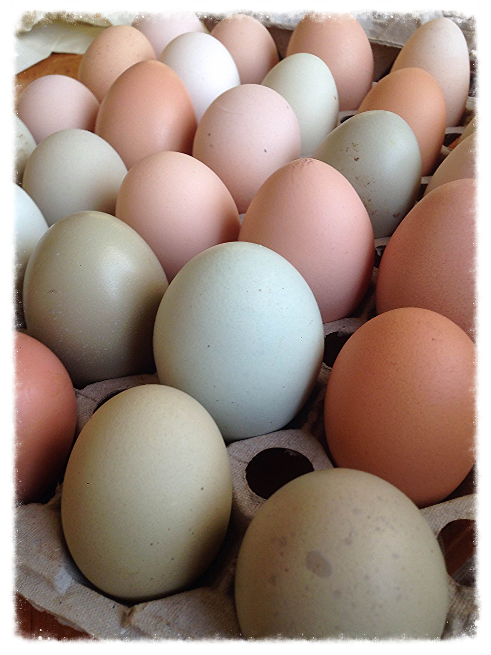 Miniatura: Huevos de Campo (Pan de Azúcar)