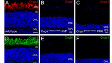 Mutations within the cGMP-binding domain of CNGA1 causing autosomal recessive retinitis pigmentosa in human and animal model
