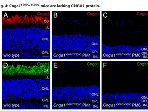 Mutations within the cGMP-binding domain of CNGA1 causing autosomal recessive retinitis pigmentosa in human and animal model