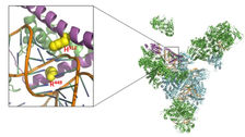 Two novel mutations in PRPF3 causing autosomal dominant retinitis pigmentosa