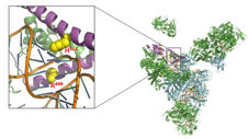 Two novel mutations in PRPF3 causing autosomal dominant retinitis pigmentosa