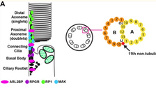 ARL2BP, a protein linked to retinitis pigmentosa, is needed for normal photoreceptor cilia doublets and outer segment structure