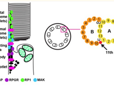 ARL2BP, a protein linked to retinitis pigmentosa, is needed for normal photoreceptor cilia doublets and outer segment structure