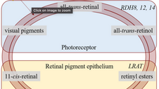 The LRAT−/− RAT: CRISPR/Cas9 Construction and Phenotyping of a New Animal Model for RP