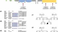 MERTK missense variants in three patients with retinitis pigmentosa