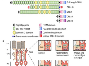 Research Models and Gene Augmentation Therapy for CRB1 Retinal Dystrophies