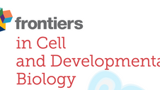 Pre-mRNA Processing Factors and Retinitis Pigmentosa: RNA Splicing and Beyond