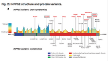Broadening INPP5E phenotypic spectrum: