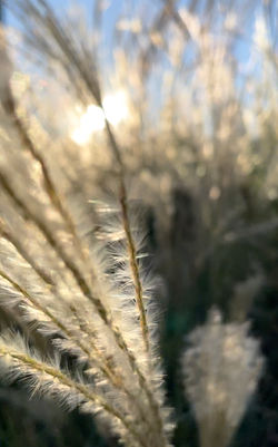 still image from video work 'wind_kaze' 2022