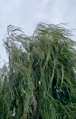 still image from video work 'wind_kaze' 2022