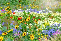 A Wildflower Meadow Pic1.webp