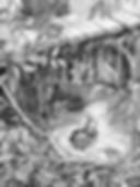 Contes Roumains du Maramures