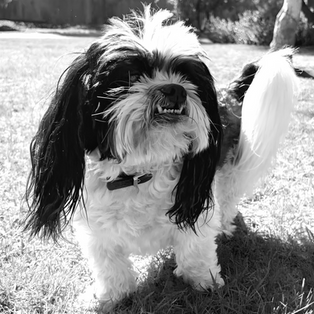 Gizmo