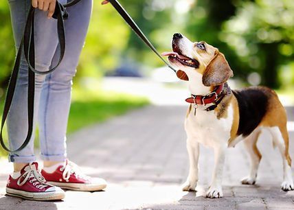 DogWalk_04.jpg