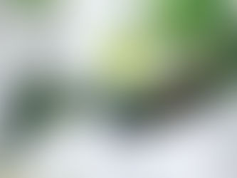 Unpacking the Plant-Based Trend: Balancing Nutrition, Ethics, and Environmental Impact