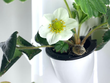 Unpacking the Plant-Based Trend: Balancing Nutrition, Ethics, and Environmental Impact