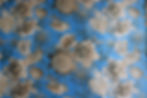 Golden Bird Fabric