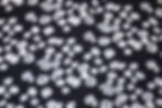 floral silk fabric - tissu soie fleur
