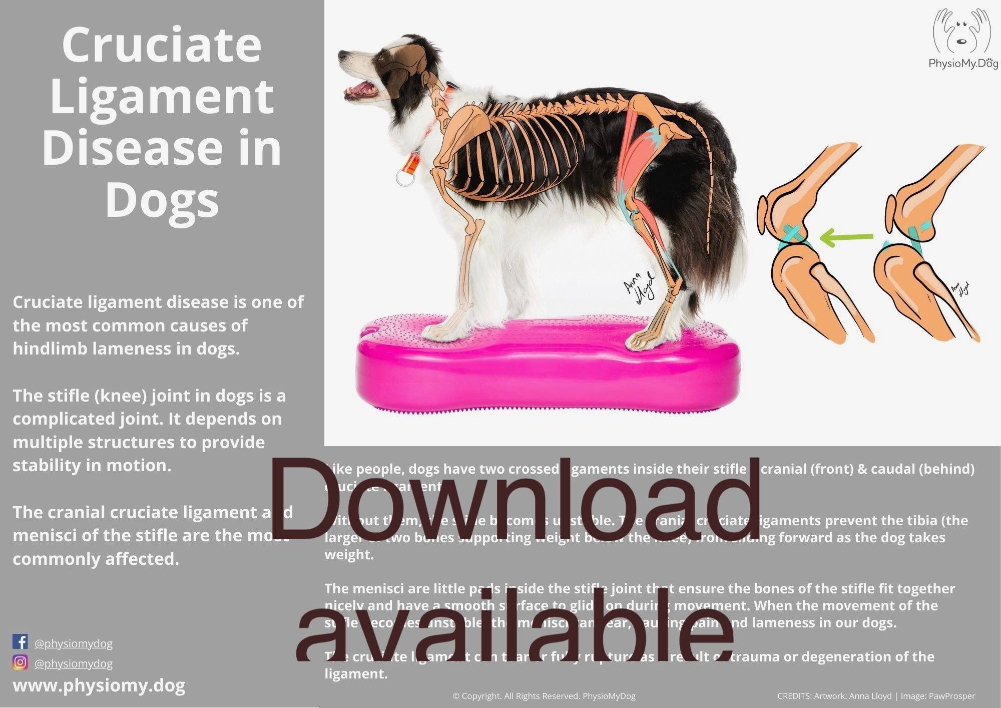 PhysioMyDog - Cruciate Ligament Poster